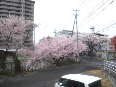 仙台　桜